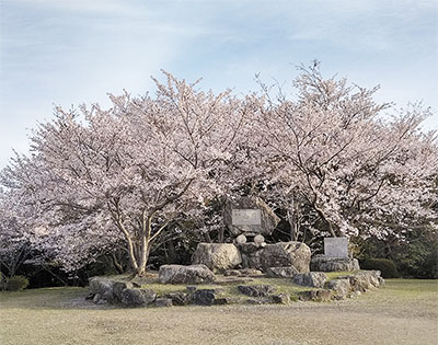 清水山桜　写真