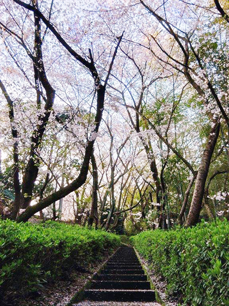 桜並木の階段