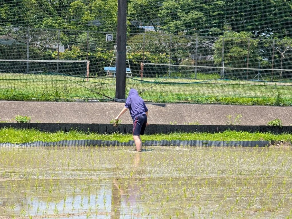 田植え手伝い