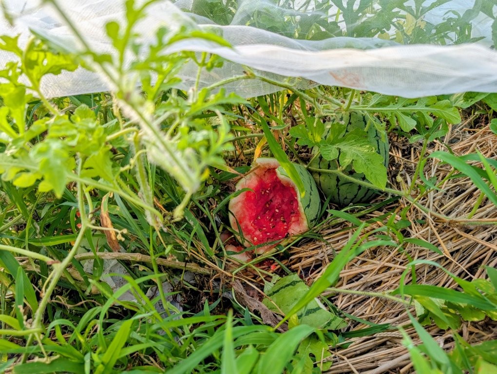 食べられたスイカ