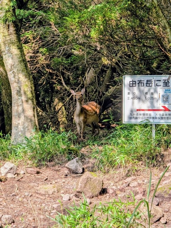 人懐こそうに見える鹿の写真