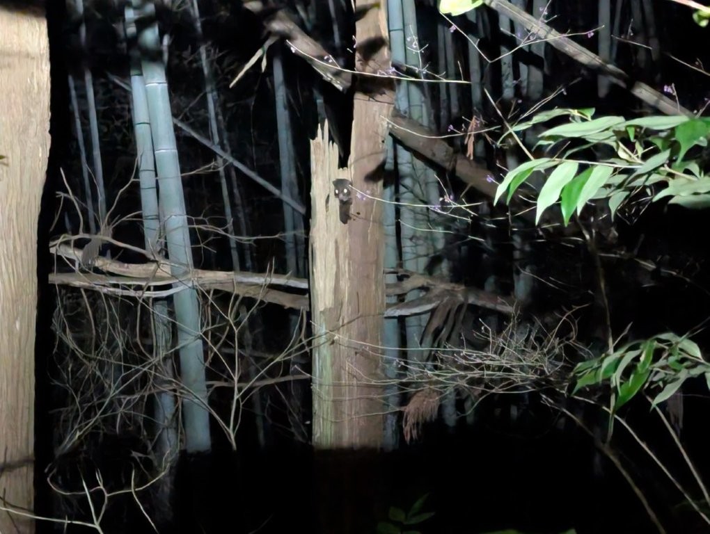 目が光るムササビ写真